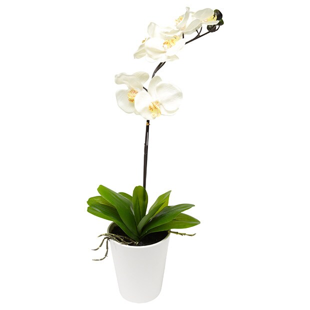 White Orchid 58cm White Orchid 58cm