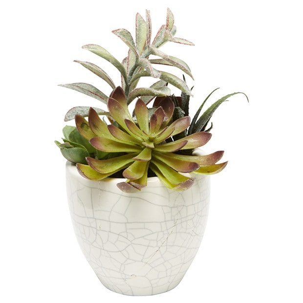 Mixed Succulent In Cracked Ceramic Pot Mixed Succulent In Cracked Ceramic Pot