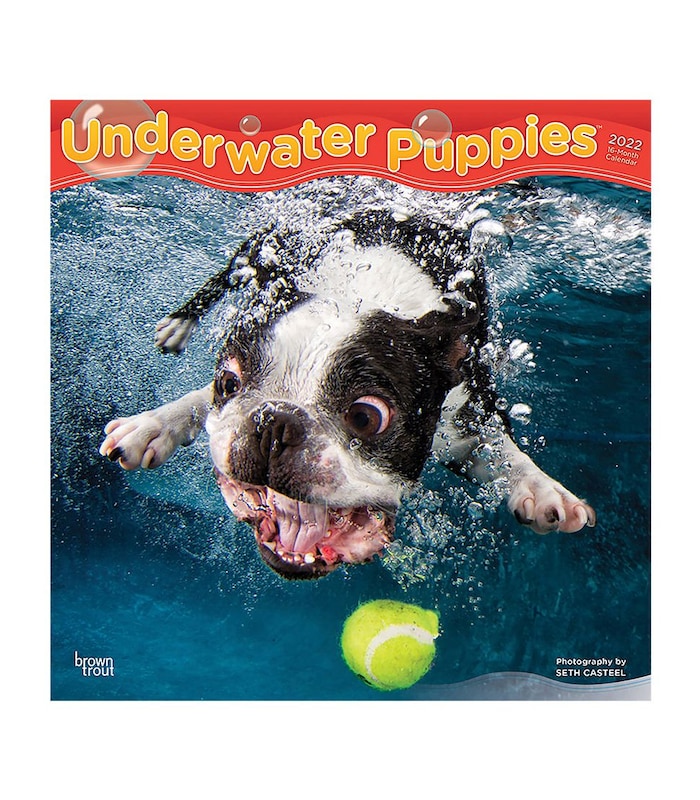 Underwater Dogs Calendar 2022 Underwater Puppies 2022 Square Calendar | Target Australia