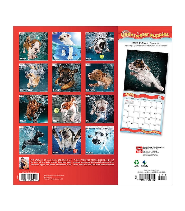 Underwater Dogs Calendar 2022 Underwater Puppies 2022 Square Calendar | Target Australia