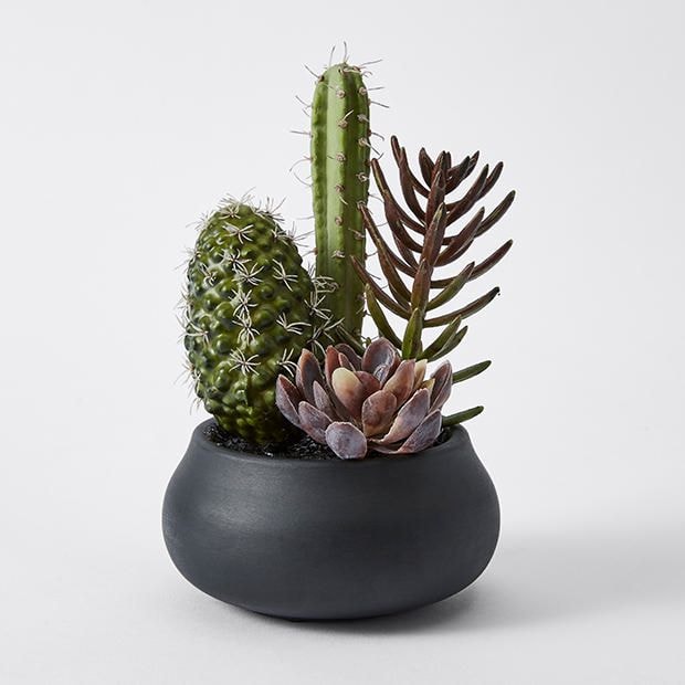 Artificial Cactus And Succulent Plant Target Australia