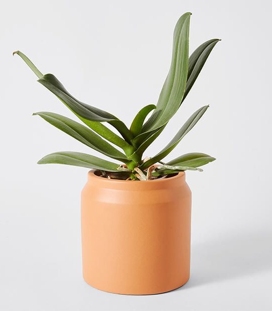 Terracotta Planter 2 of 2