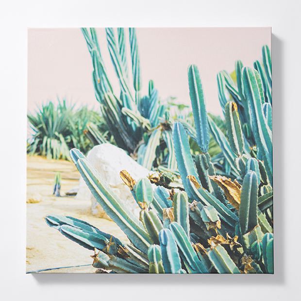 Cactus Garden Canvas Print | Target 