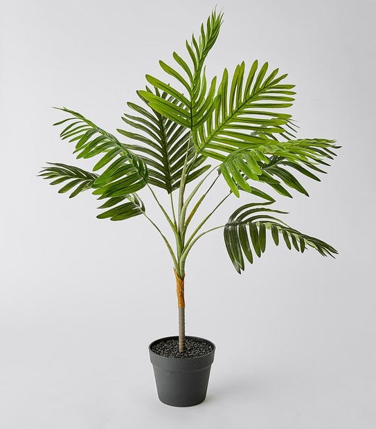 Tall Green Palm