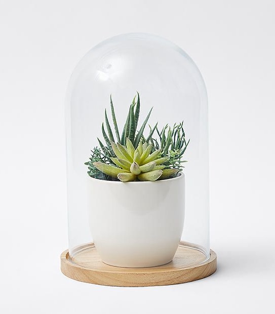 Glass Cloche