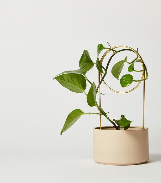 3 Pack Zen Plant Stakes