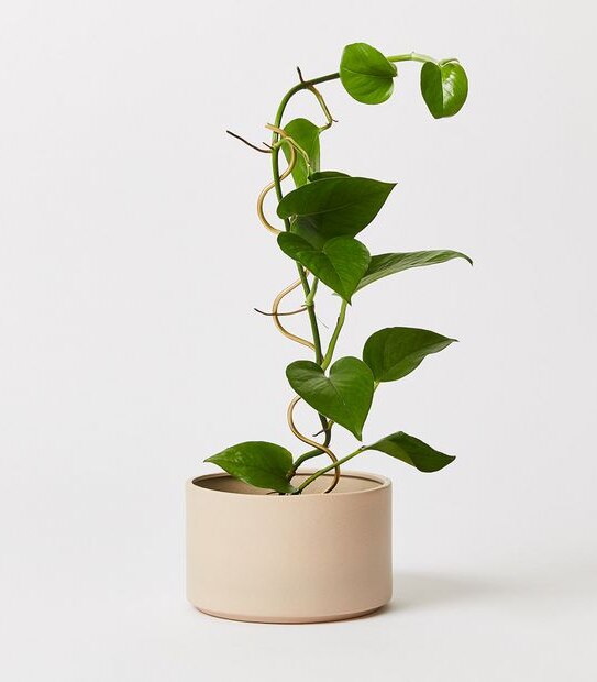 3 Pack Zen Plant Stakes
