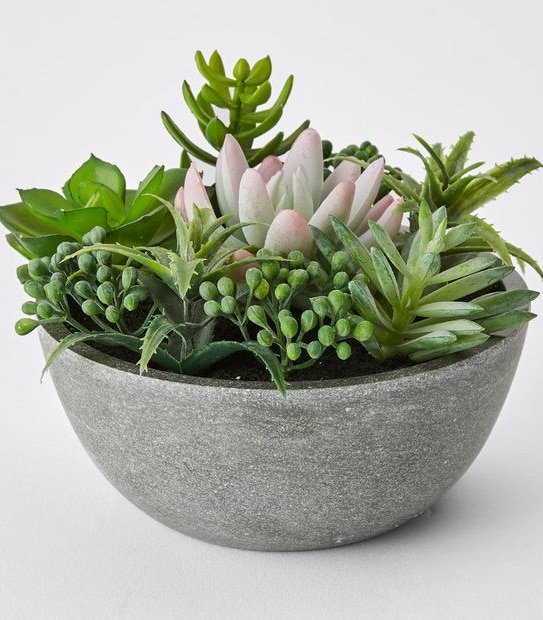 Succulents In Bowl