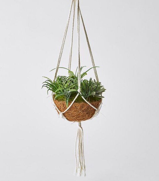 Hanging Succulents In Basket