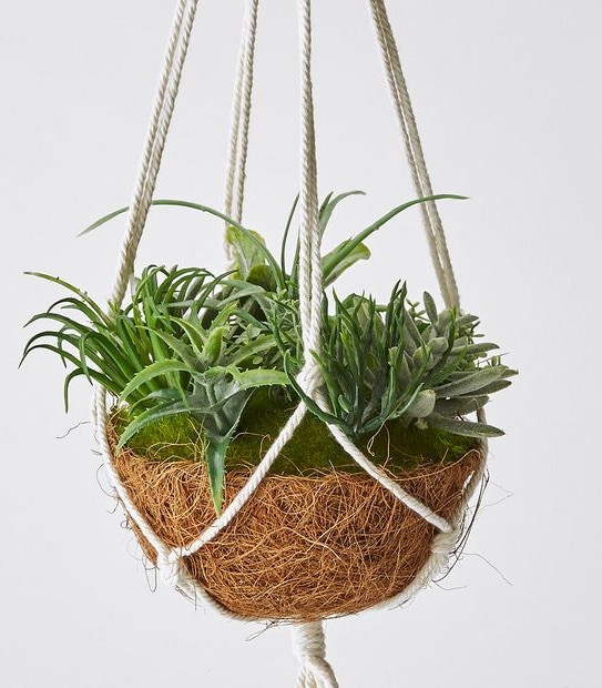 Hanging Succulents In Basket