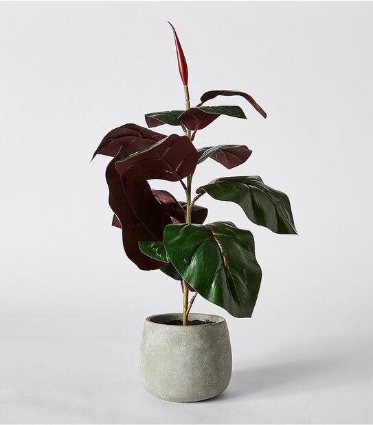 Rubber Plant In Cement Pot