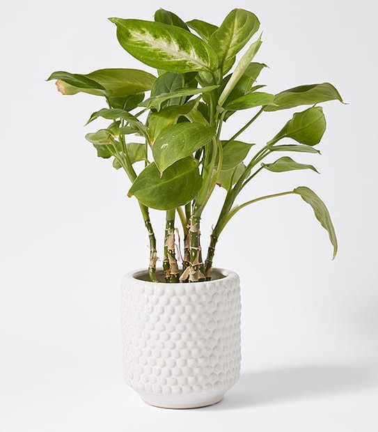 Ceramic Textured Pot