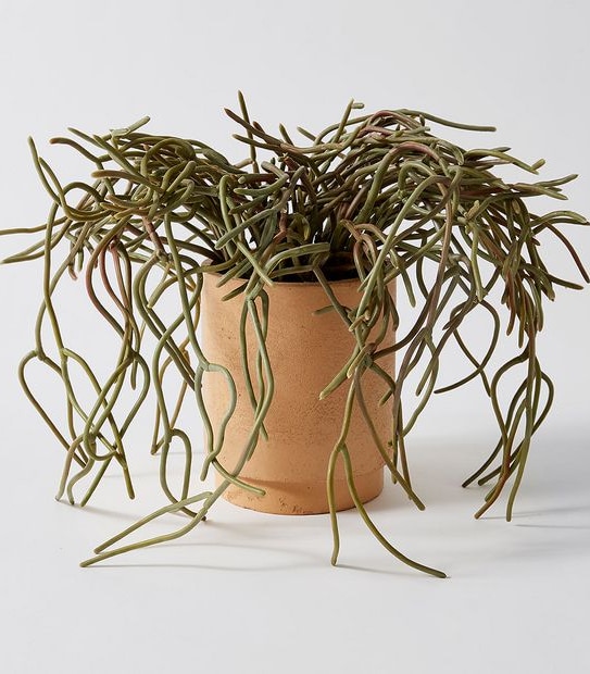Faux Mistletoe Cactus Plant in Paper Pot