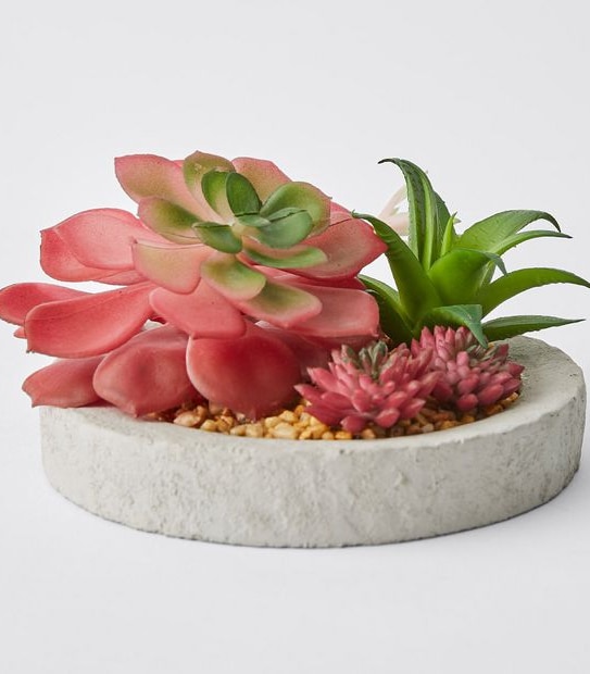 Succulents In Cement Pot