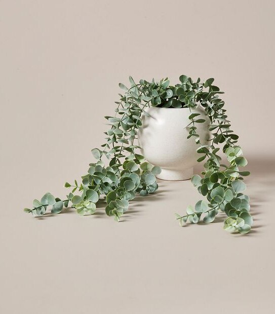 Faux Trailing Succulent in Pot