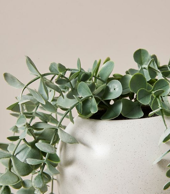Faux Trailing Succulent in Pot
