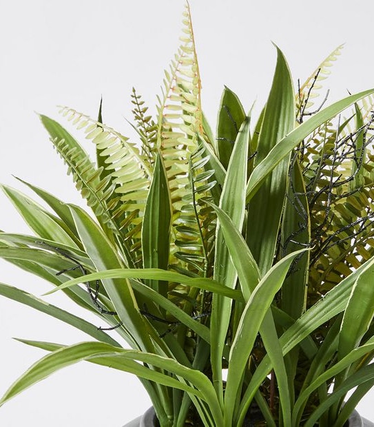 Greenery Plant in Pot
