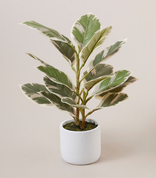 Variegated Rubber Plant in Ceramic Pot