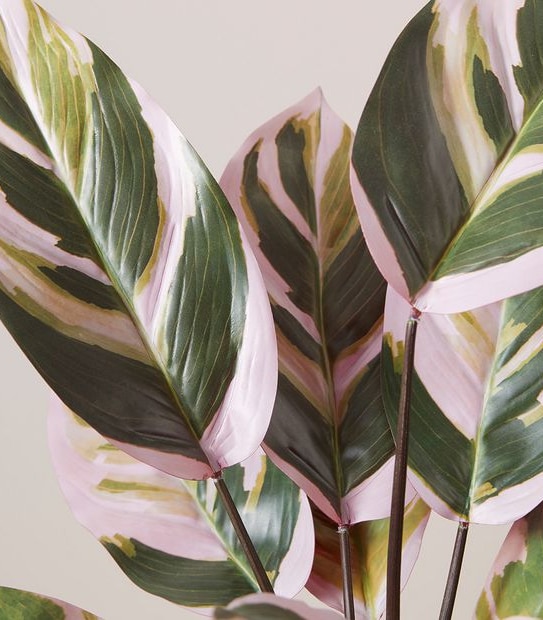 Faux Calathea Triostar Plant - 60cm