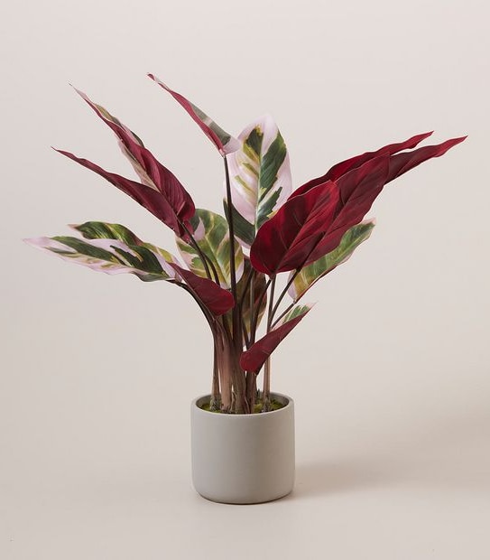 Faux Calathea Triostar Plant - 60cm