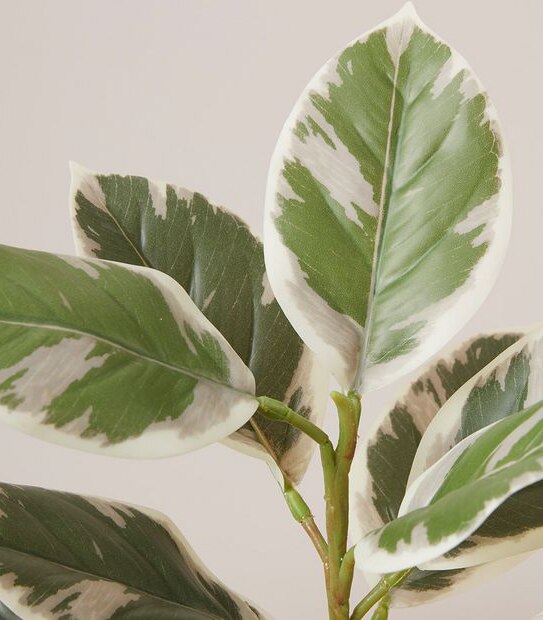 Variegated Rubber Plant in Ceramic Pot