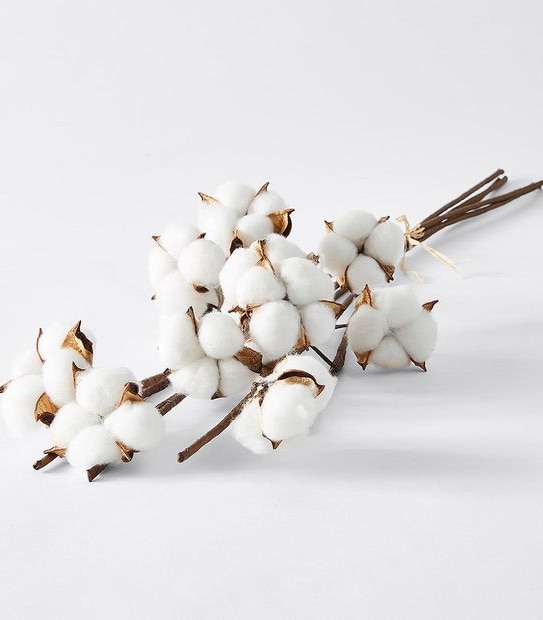 Cotton Stem Bunch