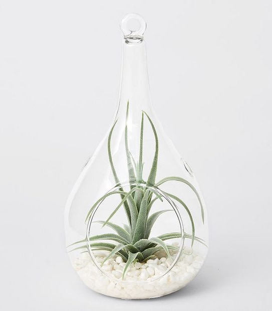 Air Plant In Glass