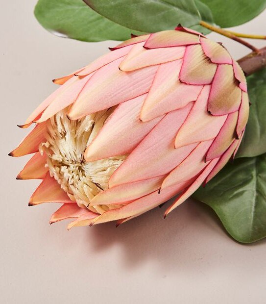 Faux Protea Stem - 65cm