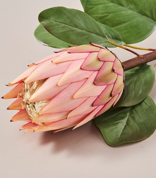Faux Protea Stem - 65cm