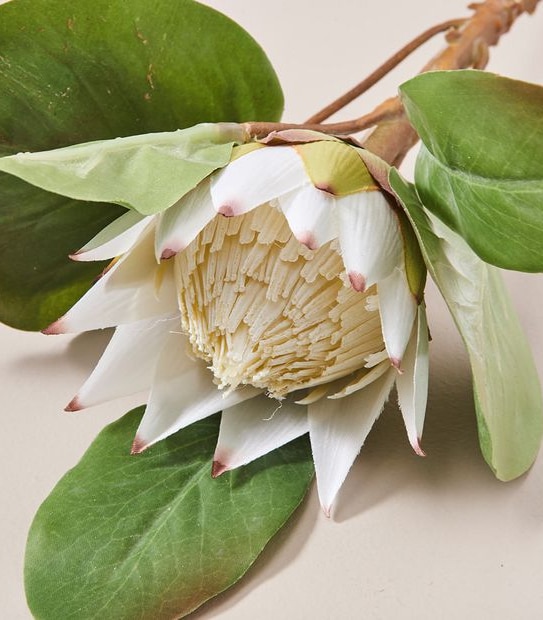Faux Protea Stem - 50cm