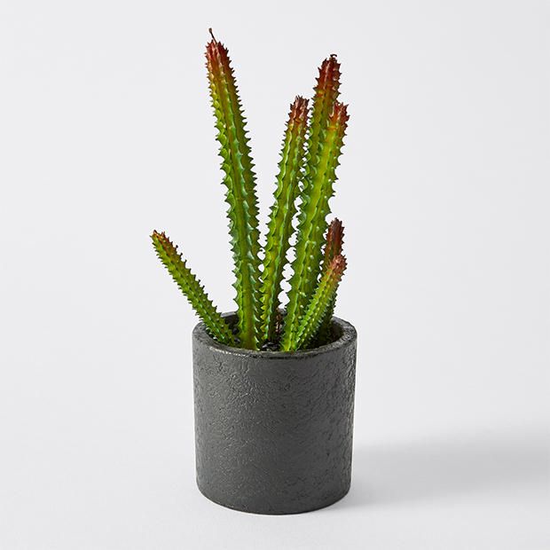 High Cactus Pot High Cactus Pot