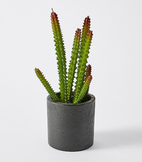High Cactus Pot