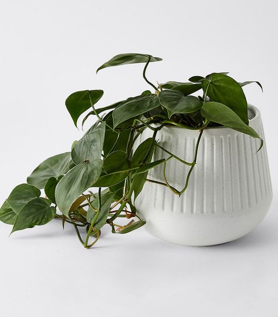 Ribbed Ceramic Medium Pot
