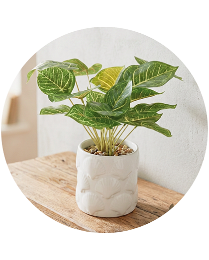 Pots & plants